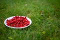 Sweet organic wild strawberries lying on a white plate on a green lawn summer sunny day, close up, soft focus, side view Royalty Free Stock Photo