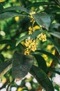 Sweet osmanthus fragrans