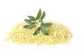 Sweet osmanthus flower Royalty Free Stock Photo