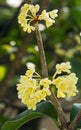 Sweet Osmanthus flower Royalty Free Stock Photo