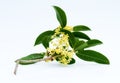 Sweet osmanthus flowers Royalty Free Stock Photo