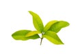 Sweet osmanthus, Sweet olive or Fragrant tea olive leaf