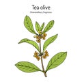 Sweet osmanthus, or tea olive Osmanthus fragrans , medicinal plant