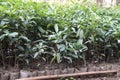 Sweet osmanthus tree plant on farm