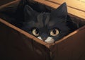 Sweet Overlord: A Cute Kitten\'s View from the Box