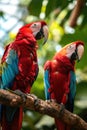 Sweet pair of Beautiful Scarlet Macaws. Ara macao. or red parrots birds perching on the branch with nice blur green background