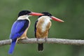 Sweet pair of blue and black bird with bright red beaks teasing each other during breeding season