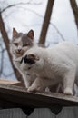 Sweet pair of cats on a roof