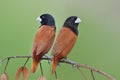 sweet pair of chestnut munia perching close to each other during breeding season in Thailand