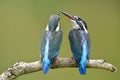 Sweet pair of Common Kingfishers perching together on dried wooden branch over fine green background in stream, lovely animal