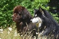 Sweet Pair of Dog Friends Sitting Outside