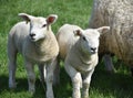 Sweet Pair of Lambs Beside a Ewe