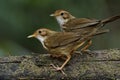 Sweet pair of Puff-throated Babbler (Pellorneum ruficeps) the lo