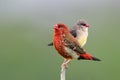 Sweet pair of red avadavat, cute and lovely little red male and grey to pale yellow female