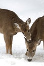 Sweet Pair White-tailed Deer in Winter Royalty Free Stock Photo