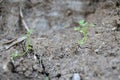 The tallness plants and the earth Royalty Free Stock Photo