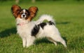 Sweet papillon puppy Royalty Free Stock Photo