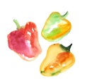 Sweet paprica vegetable. watercolor