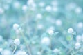 Sweet and pastel color  flower, Soft and blurry focus photo in vintage style Royalty Free Stock Photo