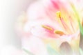 Sweet pastel color petal lily in soft color and blur style for b Royalty Free Stock Photo