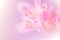 Sweet pastel color petal lily in soft color and blur style for b Royalty Free Stock Photo