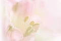 Sweet pastel color petal lily in soft color and blur style for b Royalty Free Stock Photo