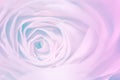 sweet pastel color roses flower in soft and blur style for background Royalty Free Stock Photo