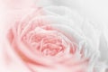 sweet pastel color roses flower in soft and blur style for background Royalty Free Stock Photo