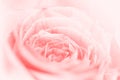 sweet pastel color roses flower in soft and blur style for background Royalty Free Stock Photo