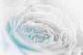 Sweet pastel color roses flower in soft and blur style Royalty Free Stock Photo