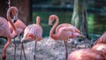 Sweet Pastel Pink Flamingo Wildlife Animal