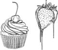 Sweet pastry cupcake with cherry vector graphics. Strawberries in chocolate line art. Sweet pastries for menus, printing and Royalty Free Stock Photo