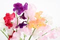 Sweet pea Royalty Free Stock Photo