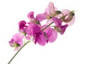 Sweet pea Royalty Free Stock Photo