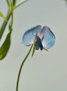 Close-up photo of flowering sweet pea Lathyrus odoratus, a blue flower with backlight on light gray background Royalty Free Stock Photo