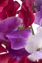 Sweet pea background Royalty Free Stock Photo