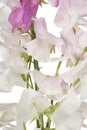 Sweet pea background Royalty Free Stock Photo