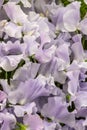Sweet pea Ballerina Blue Lathyrus oderatus Royalty Free Stock Photo