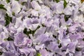 Sweet pea Ballerina Blue Lathyrus oderatus Royalty Free Stock Photo