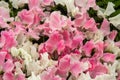 Sweet pea Banty and Lucy Hawthorne Lathyrus oderatus Royalty Free Stock Photo