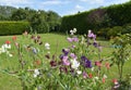 Sweet pea blossoming flowers in English garden and green lawn.