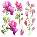 Sweet Pea Botanical Vector Set For Watercolor Hand Painting Royalty Free Stock Photo