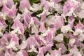 Sweet pea Charlie Bear Lathyrus oderatus Royalty Free Stock Photo