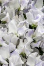 Sweet pea Dot Com Lathyrus oderatus Royalty Free Stock Photo