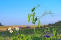 Sweet pea field Royalty Free Stock Photo