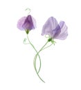 Sweet pea flower bouquet isolated on white Watercolor transparent botanical illustration Spring blossom Romantic floral Royalty Free Stock Photo