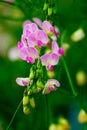 Sweet pea flower Royalty Free Stock Photo