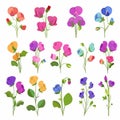 Sweet Pea Flower Icon Set, Garden Sweet Pea Flower Flat Design, Abstract Sweet Pea Flower Symbol Royalty Free Stock Photo