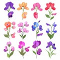 Sweet Pea Flower Icon Set, Garden Sweet Pea Flower Flat Design, Abstract Sweet Pea Flower Symbol Royalty Free Stock Photo