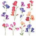 Sweet Pea Flower Icon Set, Garden Sweet Pea Flower Flat Design, Abstract Sweet Pea Flower Symbol